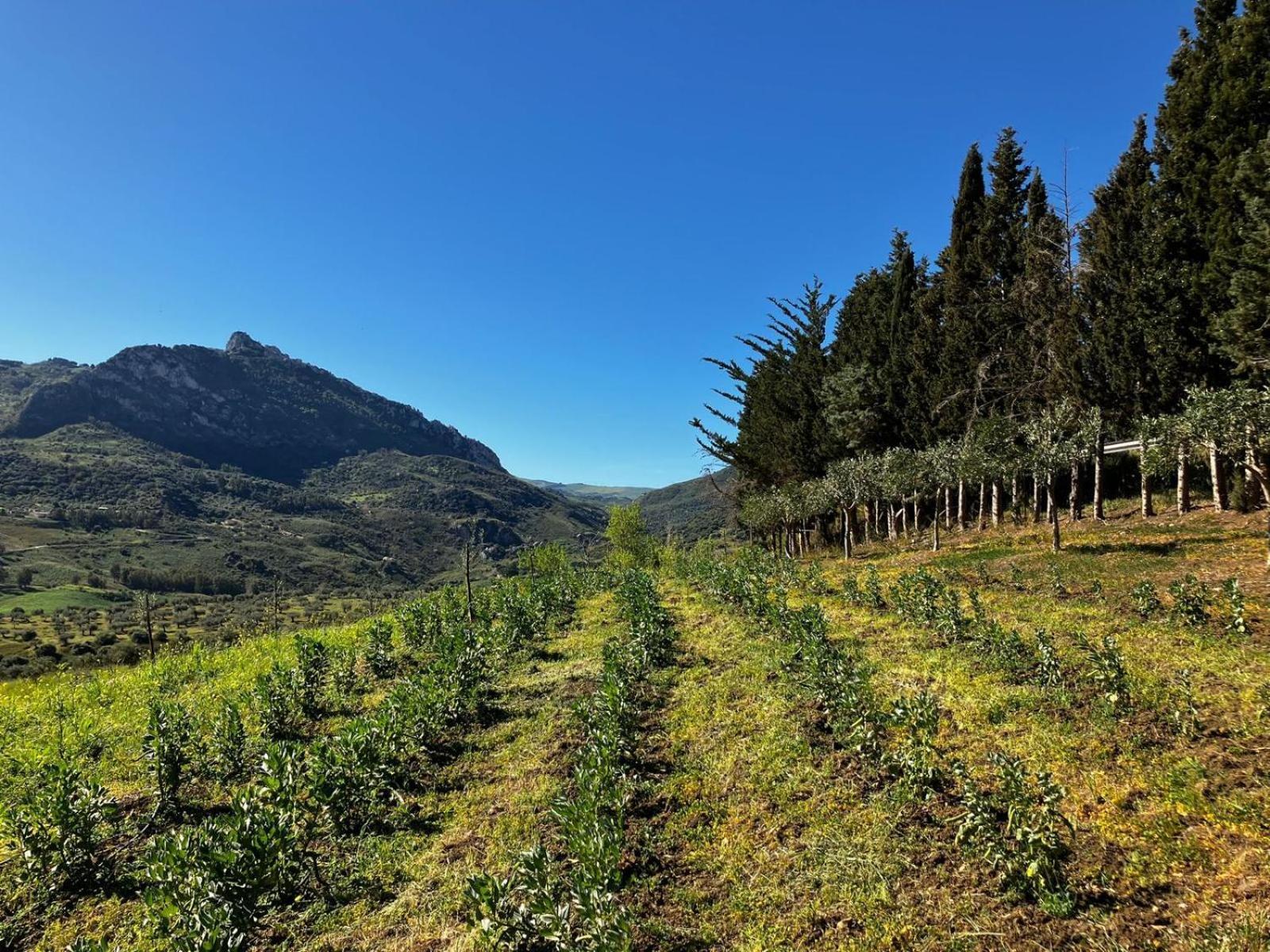 Le Case Di Cardellino - Agrispa Sclafani Екстер'єр фото